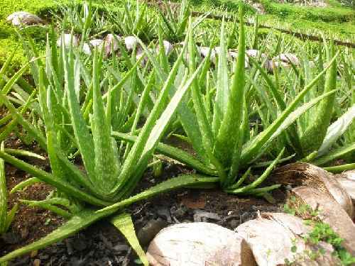 Aloe Vera Plant