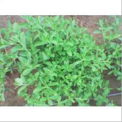 Stevia Plants