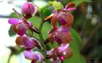 Orchid Flowers