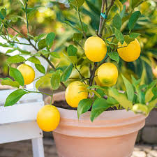 Full Sun Exposure Lemon Tree