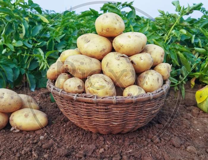 Fresh Potato