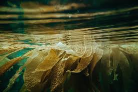 Seaweed Liquid Fertilizer