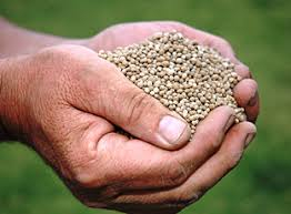 Granular Bio Compost Organic Fertilizer