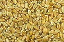 Wheat Flour