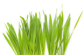 Barley Grass