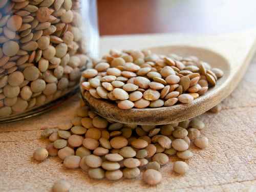 Lentil