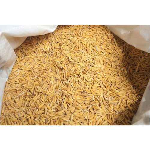 Paddy Rice