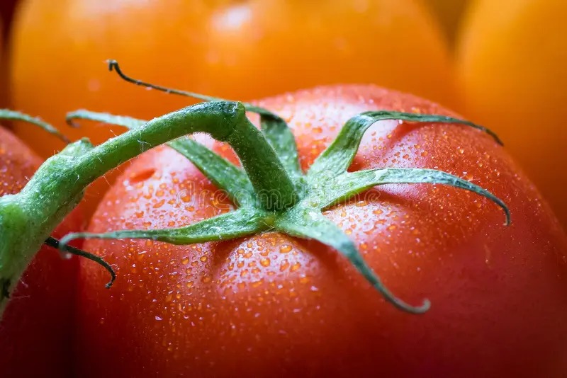 Fresh Tomato