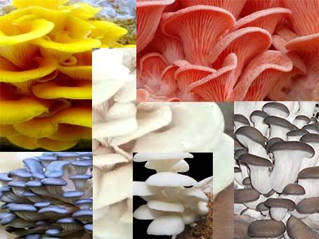Oyster Mushroom (Fresh And Dired)