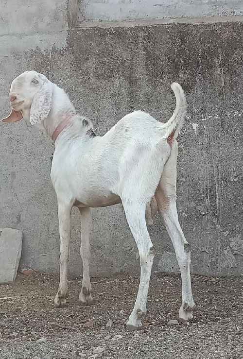 Sojat Female Goat